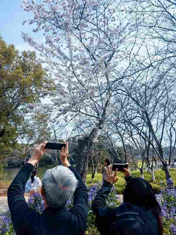  【技术解码】浦东春日文旅升级：景观工程与沉浸体验的融合实践 文化旅游