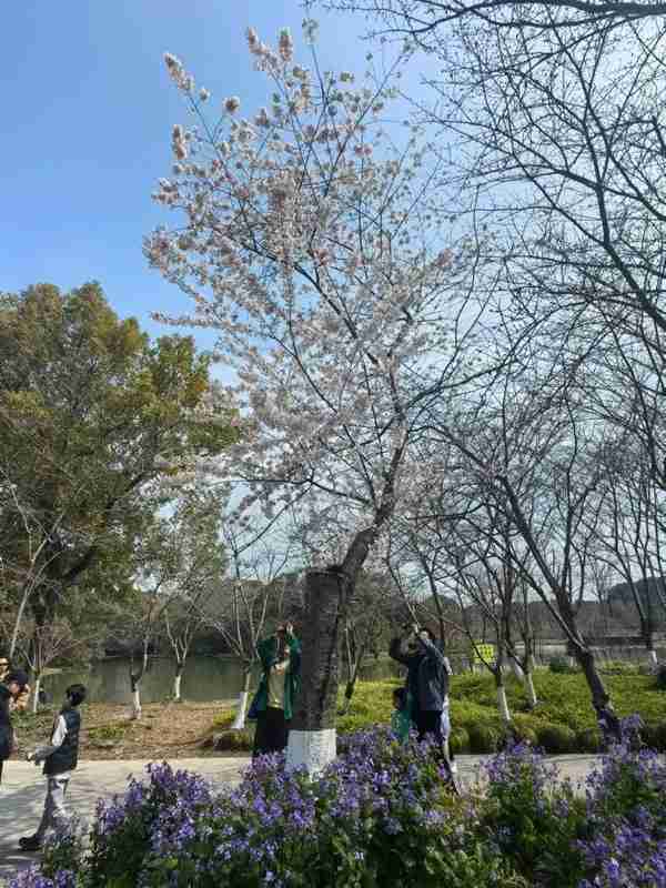  【技术解码】浦东春日文旅升级：景观工程与沉浸体验的融合实践 文化旅游