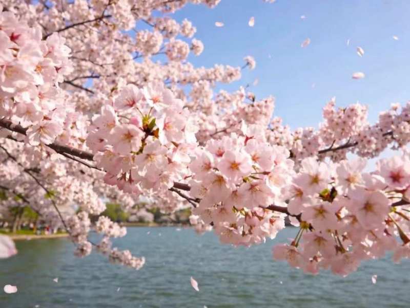  【技术解码】浦东春日文旅升级：景观工程与沉浸体验的融合实践 文化旅游